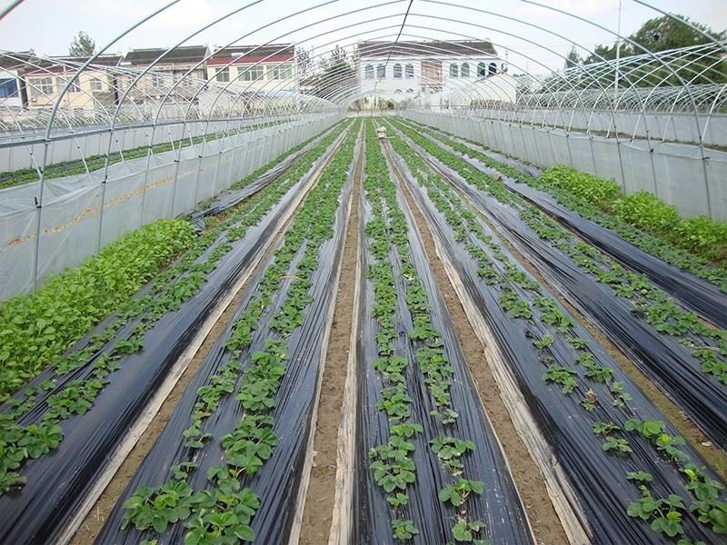 Biodegradable Mulch Film